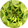 August | Peridot